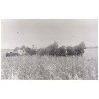 Harvesting at Alf Evan's farm 1913